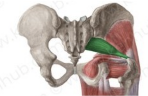 piriformis-syndrom-gesaessschmerzen-sitzen